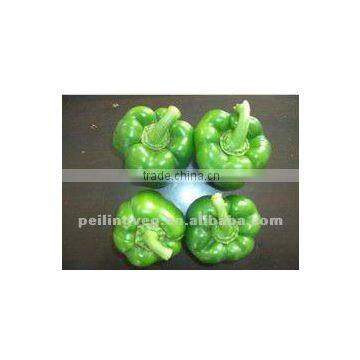 2012 Quality fresh green Bell Pepper