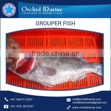 100% Top Grade Grouper Fish Supplier at Cheap Rate