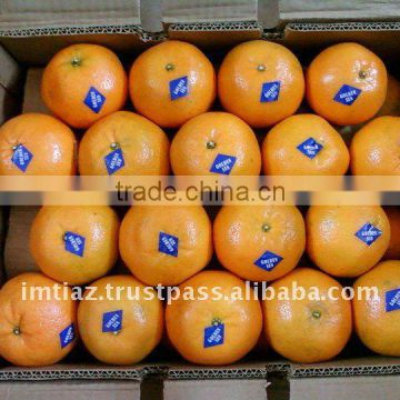 Special Offer - Pakistani Kinnow Citrus fruit