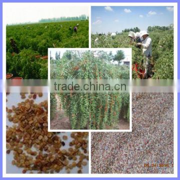 Newest Organic Goji seeds wolfberry/Lycium chinense/medlar fruits seeds for Sale