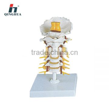 Human Cervical Spinal Column