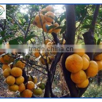 Yongchun Mandarin Oranges