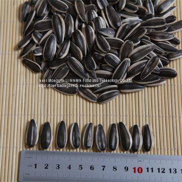 New High Quality Hot Sell SunflowerSeeds 5009