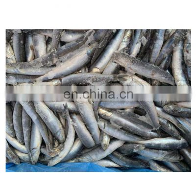 Good quality frozen whole round anchovy fish block