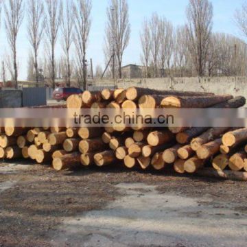 Fresh cut poplar logs from Ukraine