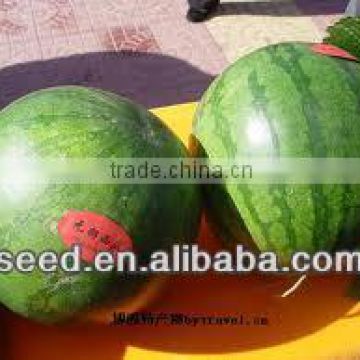 LL High yield and vigorous growth watermeln seeds