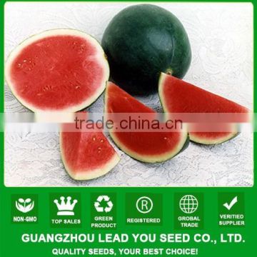 NW08 Wuyi High yield F1 watermelon seed prices