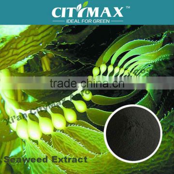 seaweed extract OMRI Listed fertilizer