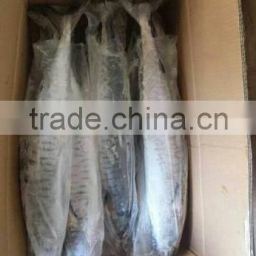 IQF spanish mackerel Scomberomorus niphonius IWP