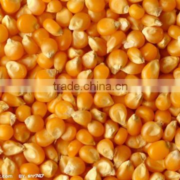 NOG-GMO organic yellow maize/corn from Africa