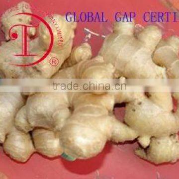 Chinese mature ginger