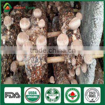 Organic Wholesale Flower Mushroom Sawdust Spawn China Supplier