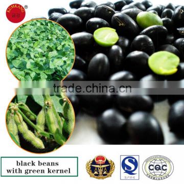 Black beans for sale/black bean with green kernel