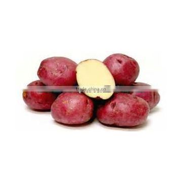 Best Red Potato from Pakistan