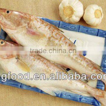 Freezing pacific cod fish 400-800g