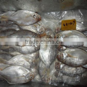 High quality frozen butterfish pomfret (POMPANO) 88-107g
