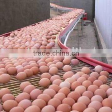 Central Egg Conveyor