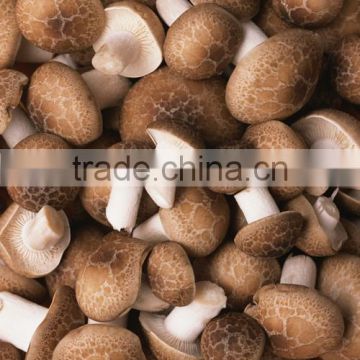 Factory Supply Shiitake Mushroom Extract Powder