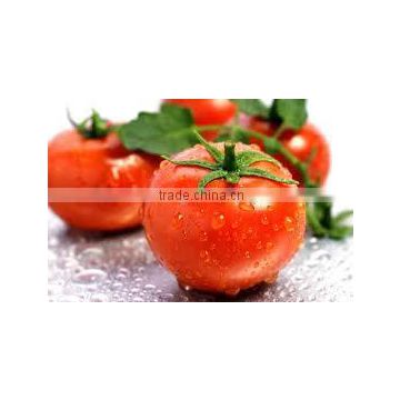 fresh tomato crops 2014
