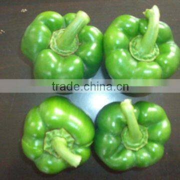 fresh vegetable sweet pepper in China