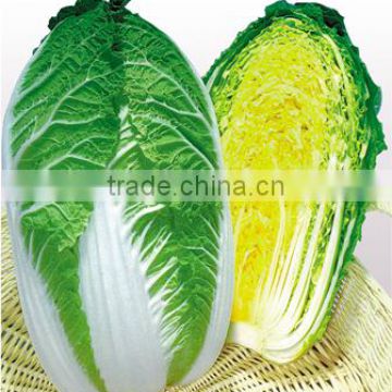 Chinese Cabbage Seed For Sale Chun Bao Huang