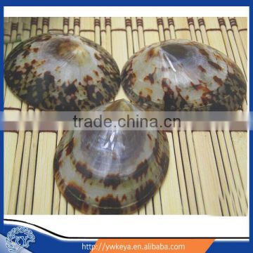 Cellana testudinaria shell polished natural seashell 4.5-5.5cm 600pcs in stocklot accept paypal