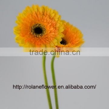 Chinese Famous Brand Focus Fresh Gerbera Fresh Cut Flowers Yellow Gerbera For All Occasions - Champagne