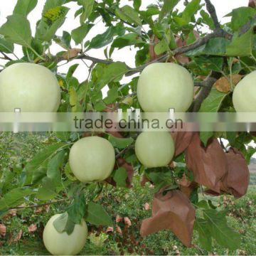 bagged golden delicious apples of China factory