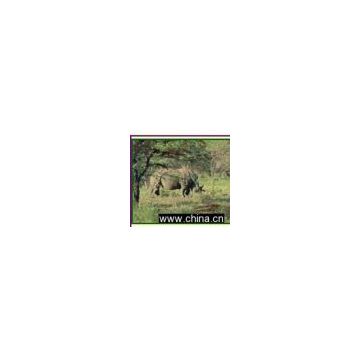 Embroidery Crafts African Wildlife White Rhino