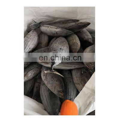 IQF WR Chinese frozen skipjack tuna fish price for export