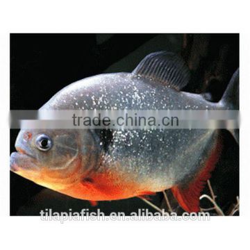 Chinese frozen pomfret fish for sale