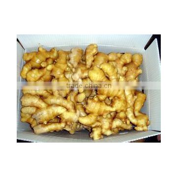 Made of First-top Laiwu/Anqiu Farm Ginger