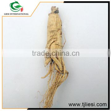 low cost high quality ginseng extract powder