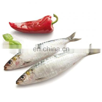 china sardine fish frozen sardine whole round for bait and canning sardinella aurita