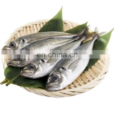 frozen round scad fish round scad galunggong small eye horse mackerel decapterus maruadsi