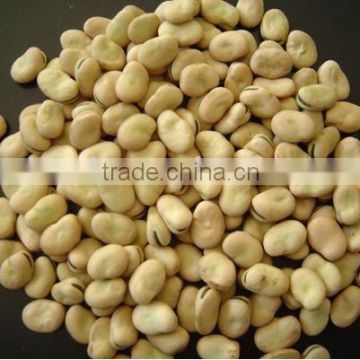 Chinese broad beans