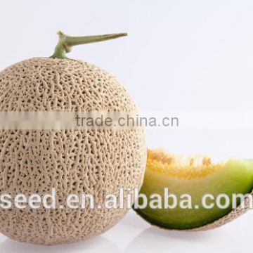 Green Jombo Chinese Good Diseases Tolerance Rock Melon seeds
