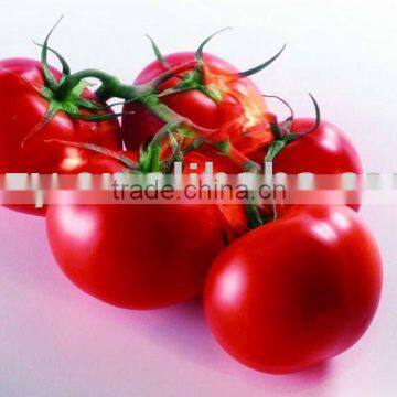 2011 crop 28-30% hot break tomato puree