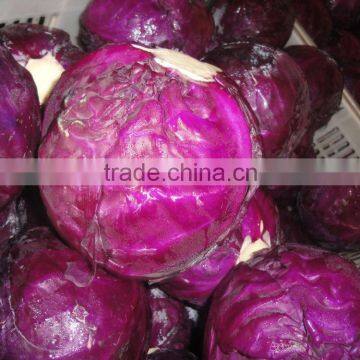 Wholesale price for red cabbage