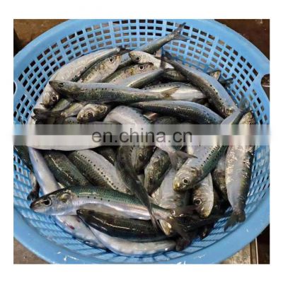Hot sale frozen sardine fish block for canning fishing