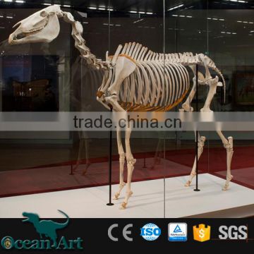 Artificial life size resin fiberglass horse skeleton