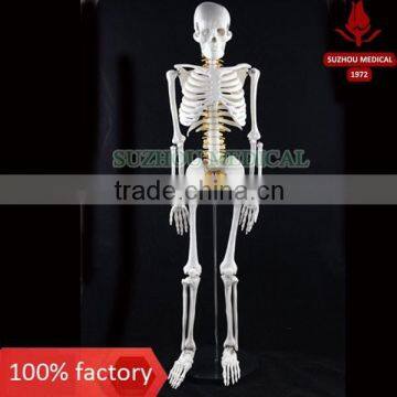 85cm human skeleton model with spinal nerces