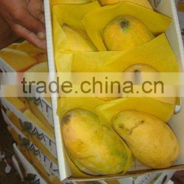 Strong Aroma Sindhri Mango