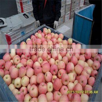 Best Price Fresh Thin Peel Fuji Apple