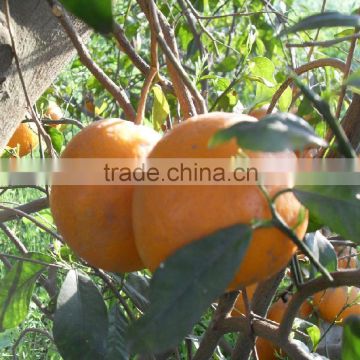 Mandarin "Kinnow" Special Offer for Russian fruit
