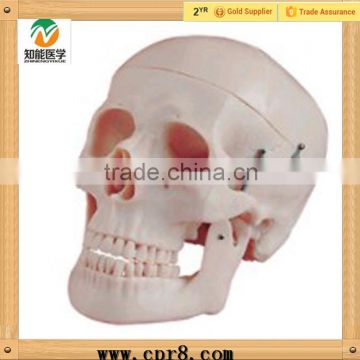 High Quality Medical Human Skull Teaching Model