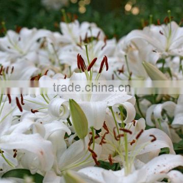 fresh white lilies