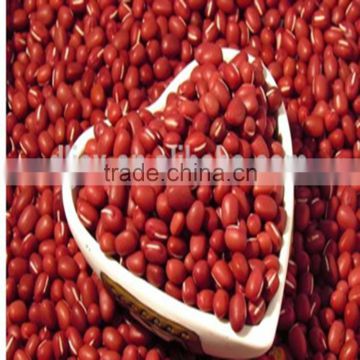 JSX A grade adzuki bean extract big and small size excellent bean price