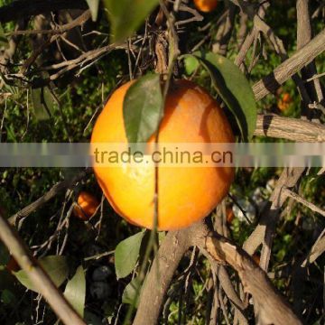 Mandarin "Kinnow" Special Offer for Russian Buyers