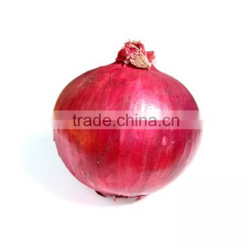 Indian onion Wholesale Exporter